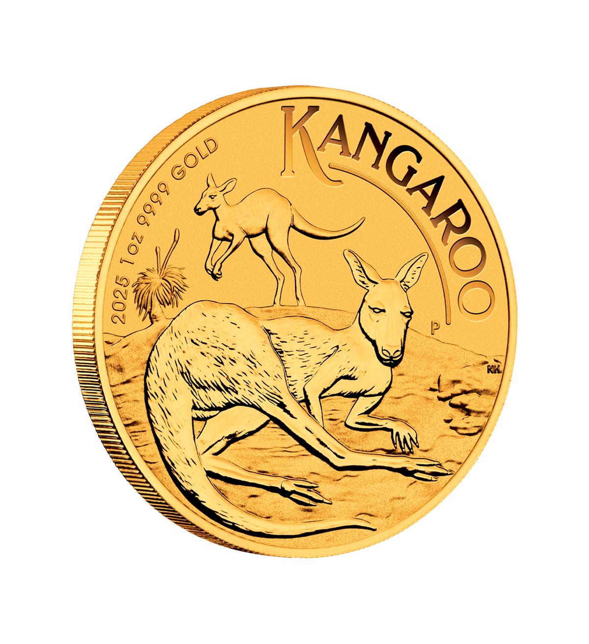 Perspectiva lateral de la moneda de oro Canguro australiano de 1oz de 2025, donde vemos a un canguro tumbado sobre el suelo y otro de fondo saltando