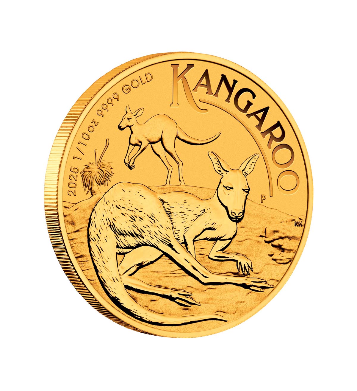 Perspectiva lateral de la moneda de oro Canguro australiano de 1⁄10oz de 2025, donde vemos a un canguro tumbado sobre el suelo y otro de fondo saltando