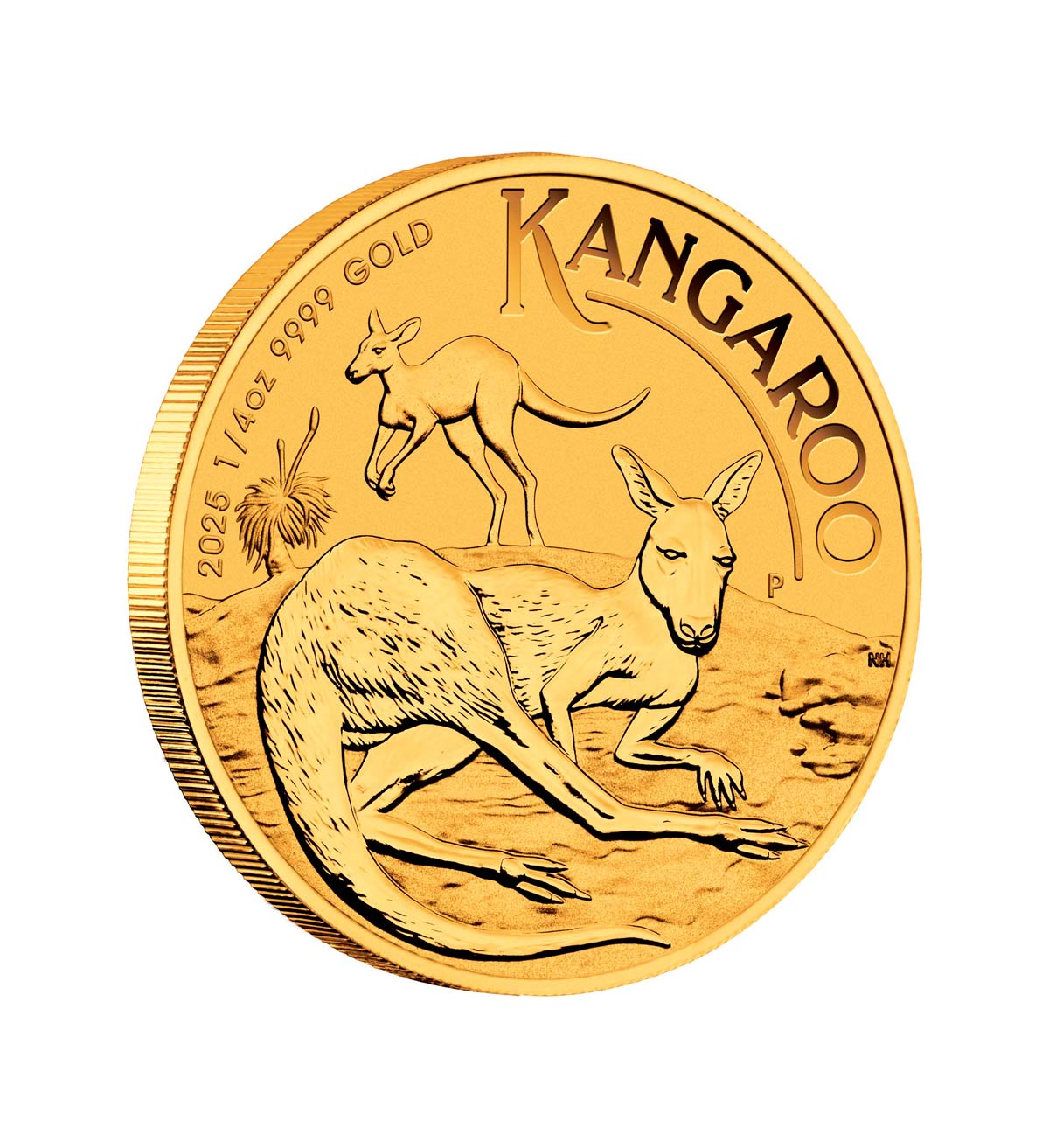 Perspectiva lateral de la moneda de oro Canguro australiano de 1⁄4oz de 2025, donde vemos a un canguro tumbado sobre el suelo y otro de fondo saltando
