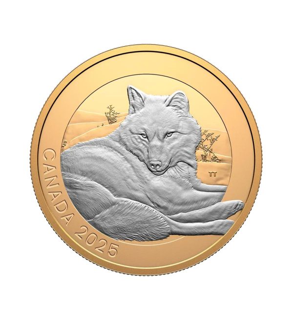 Perspectiva frontal de la moneda de plata dorada Lobo gris de 1oz de 2025, que muestra al lobo apoyado en una duna de arena